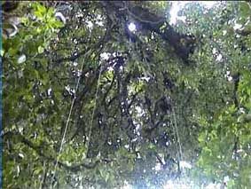 Jungle