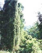 Rapto grove